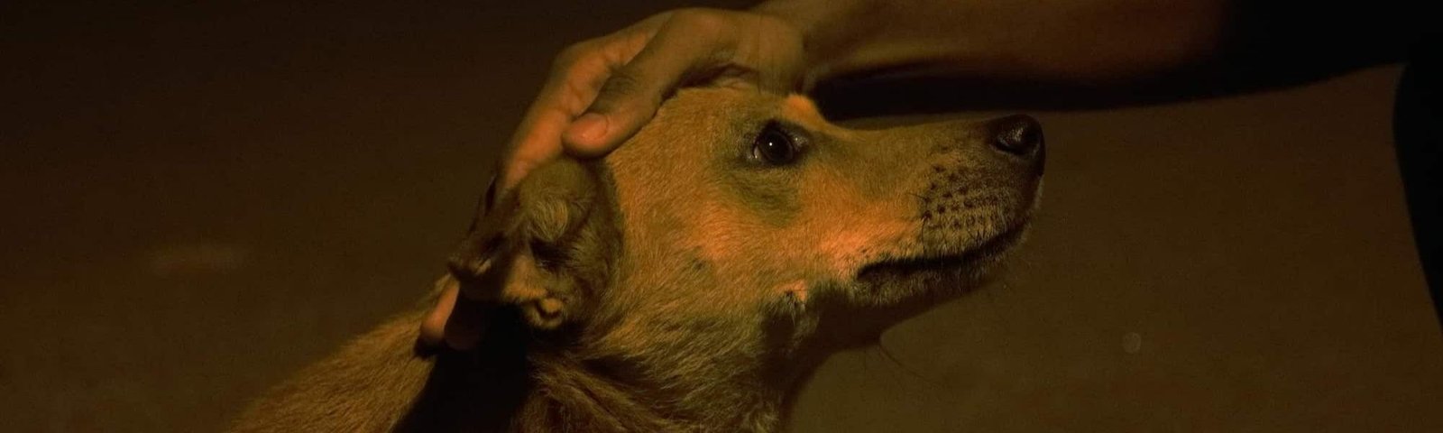 Despedida tranquila entre tutor y mascota en el hogar.