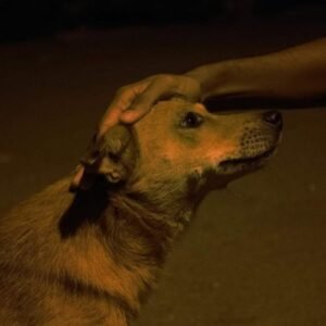 Persona acariciando a su perro mayor en un entorno tranquilo, transmitiendo amor y consuelo durante los últimos momentos de vida de la mascota.