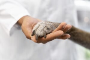 Cuidado veterinario After Life Vets