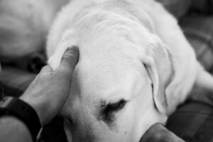 Eutanasia perro After Life Vets