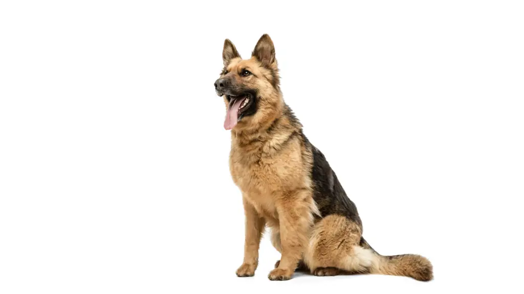 Artrosis perro
