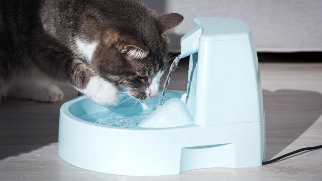 Fuente agua gato