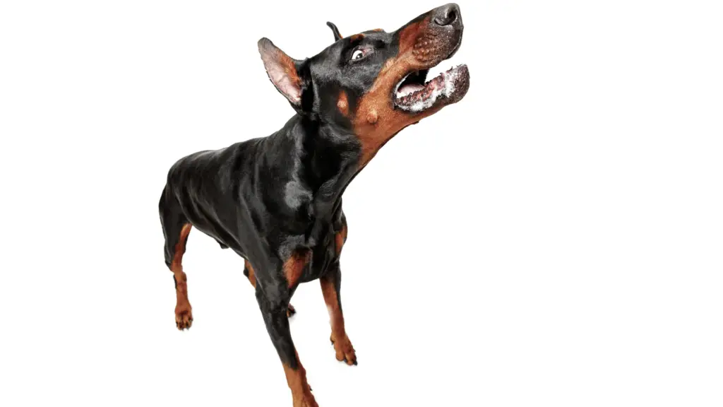Perro rabia agresivo
