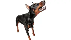 Perro rabia agresivo