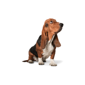 Enfermedades comunes perro