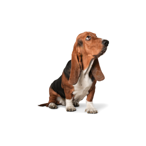 Enfermedades comunes perro