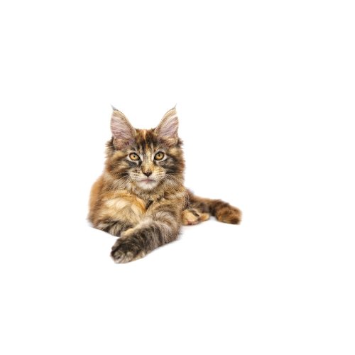 FIV