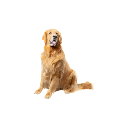 Artrosis perro