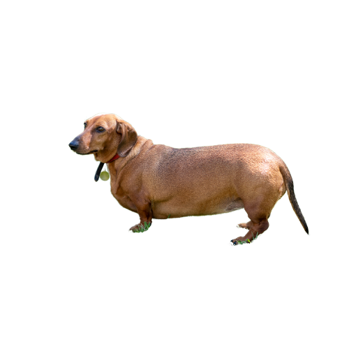 Obesidad perro