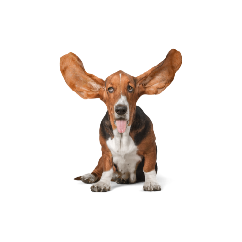Otitis perro