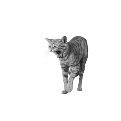 Vómitos gato