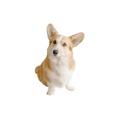 Hepatitis canina