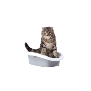 Cistitis Gato