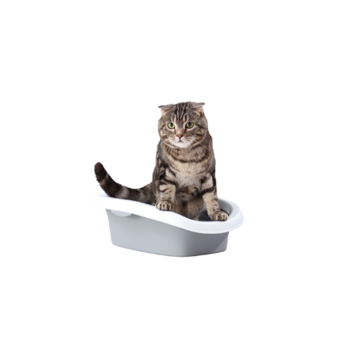 Cistitis Gato
