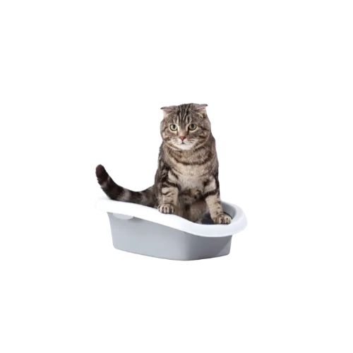 Cistitis Gato