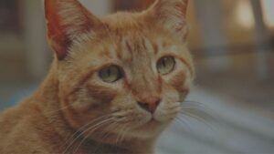 Artrosis en gatos cómo reducir el dolor