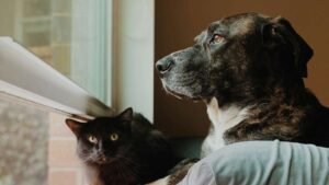 Cómo planificar el cuidado y la despedida de tu compañero los últimos días