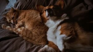 Eutanasia a domicilio vs en clínica mitos, verdades y preguntas que deberías hacer