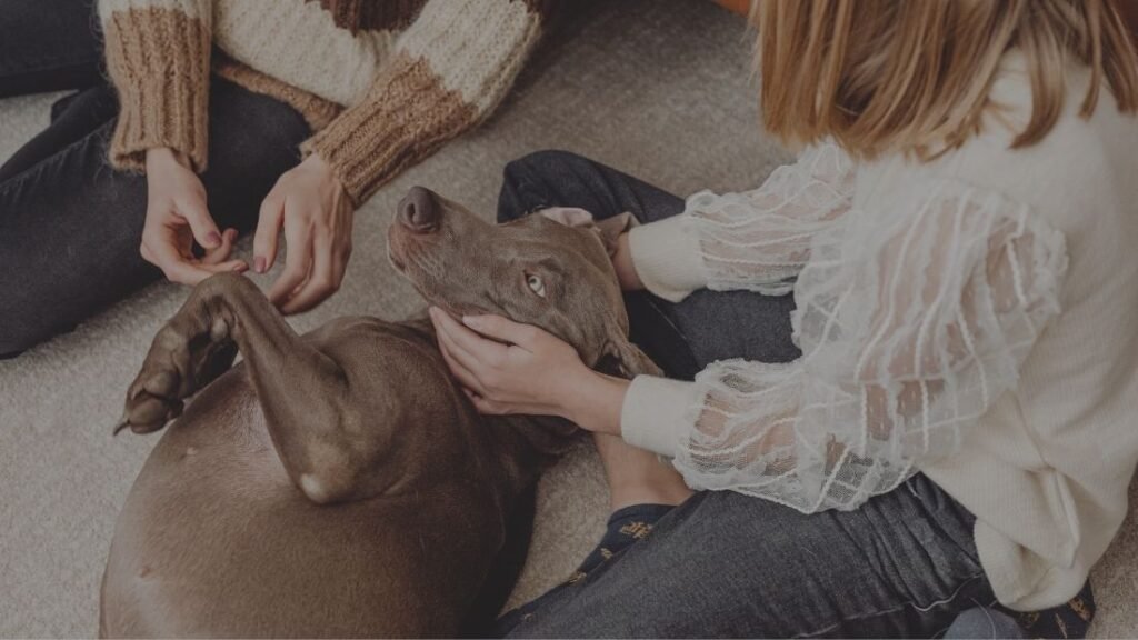 Cómo identificar y tratar la neumonía en perros