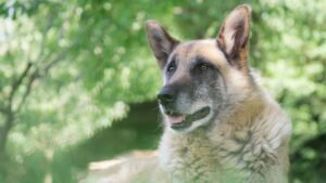 La eutanasia de una mascota es una de las decisiones más difíciles a las que puede enfrentarse una familia.
