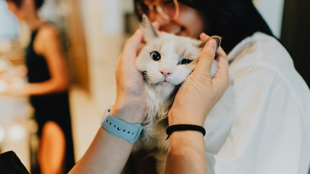 Valorar salud gato antes eutanasia en casa