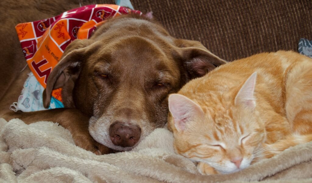 Incinieracion crematorio mascotas perros gatos