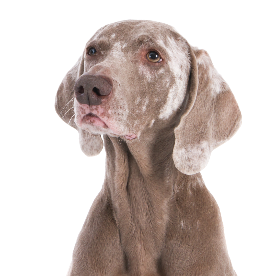 guía preparar el hogar