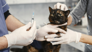 Vacunación en mascotas: imprescindibles para perros y gatos