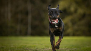 Cómo saber si mi perro tiene leishmaniosis: síntomas y pronóstico