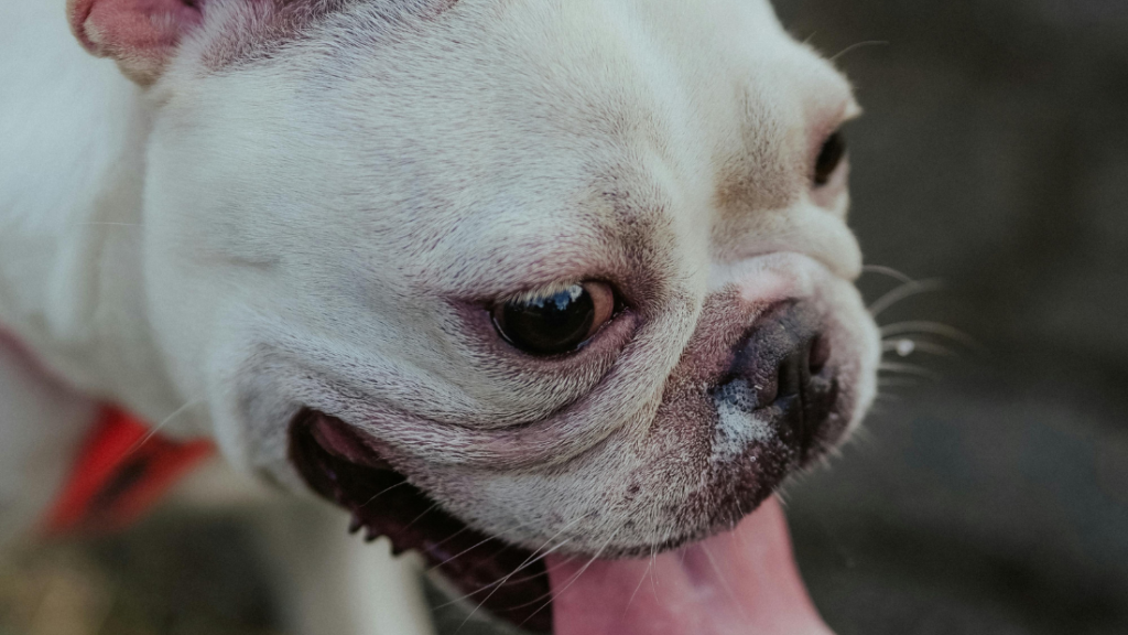 moquillo en los perros