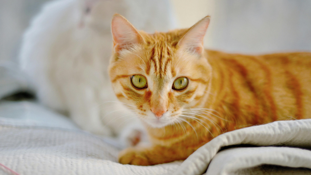 ¿Por qué tu gato no digiere bien la comida?