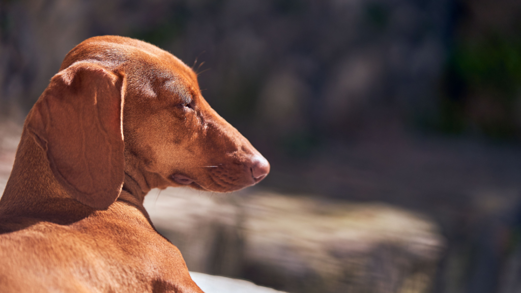 golpe de calor perros