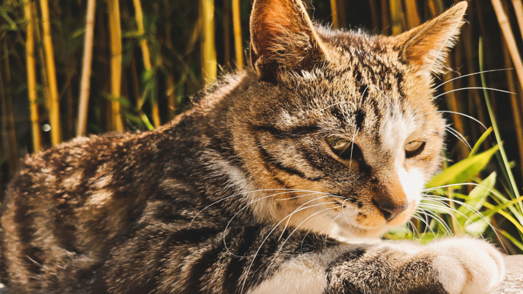 deshidratación en gatos