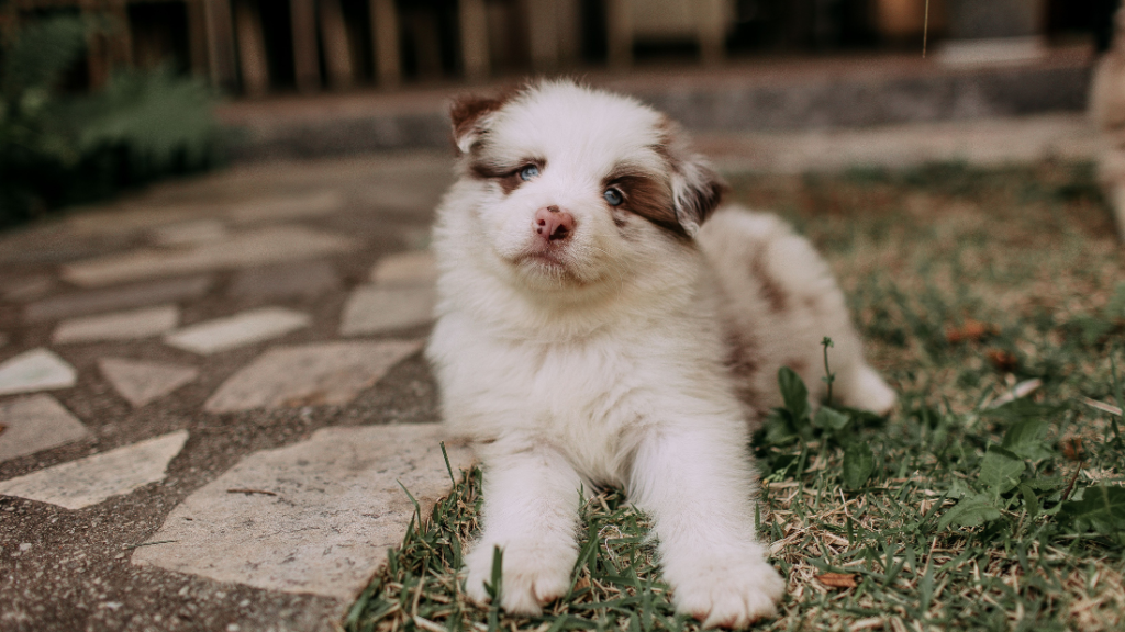 Parvovirus de los perros