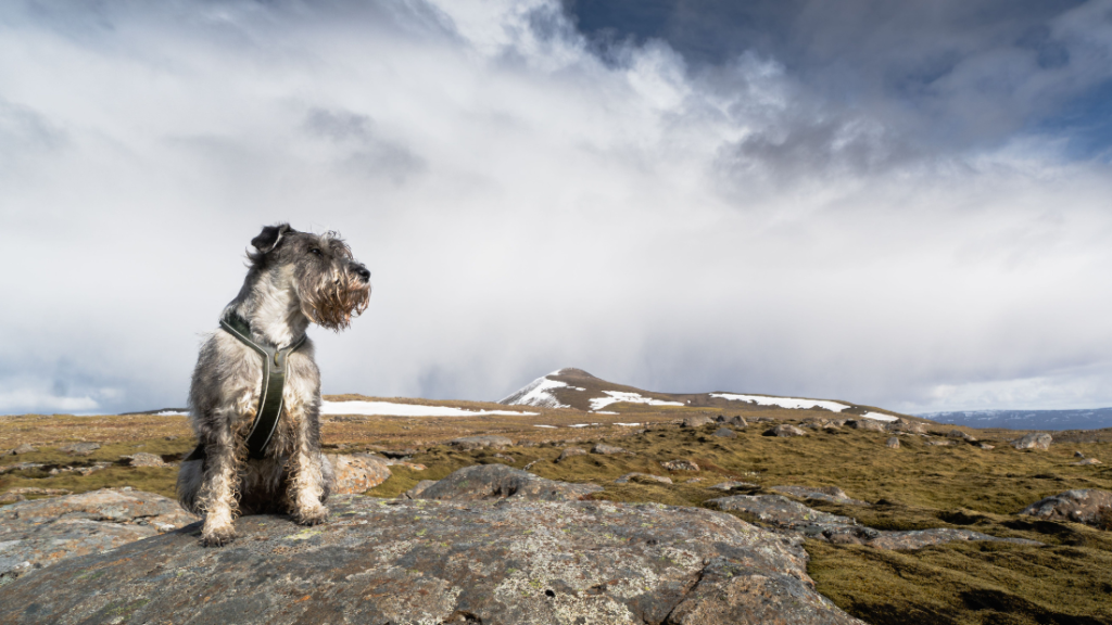 Eutanasia veterinaria a domicilio en Gran Canaria